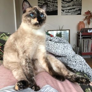 Meet your Posher, Alea